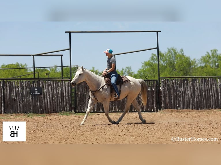 Quarter horse américain Hongre 14 Ans 157 cm Gris in Weatherford TX