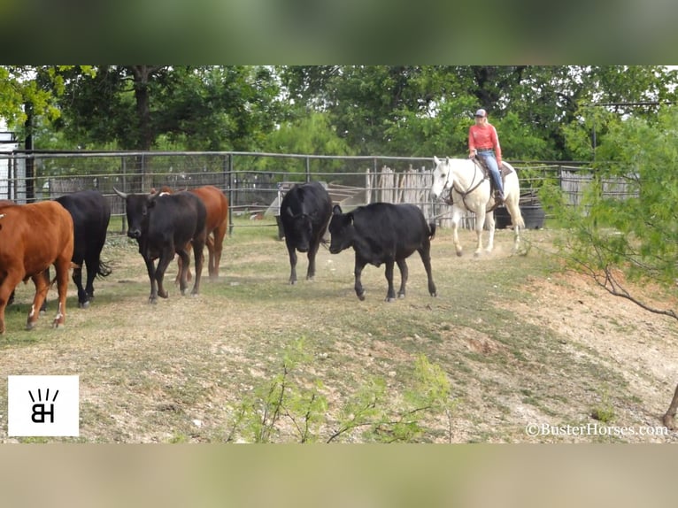 Quarter horse américain Hongre 14 Ans 157 cm Gris in Weatherford TX