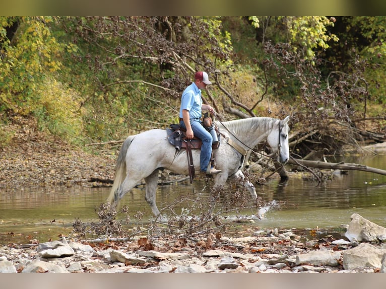 Quarter horse américain Hongre 14 Ans 157 cm Gris in Hardinsburg IN