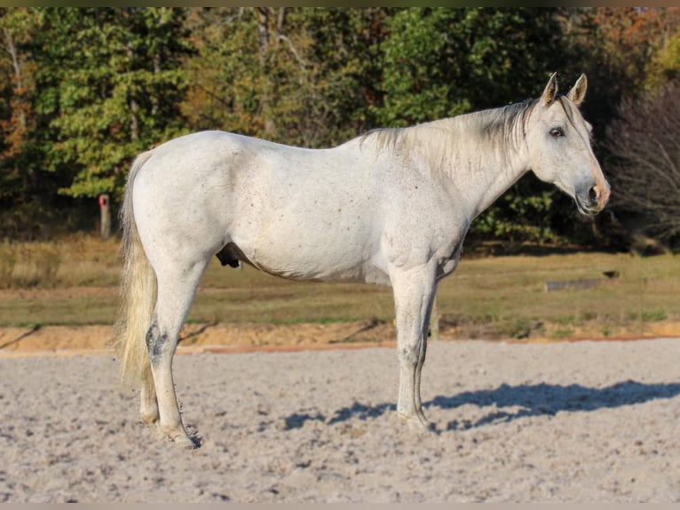 Quarter horse américain Hongre 14 Ans 157 cm Gris in Hardinsburg IN