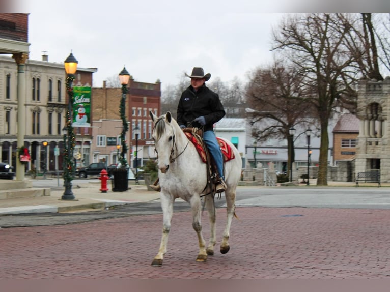 Quarter horse américain Hongre 14 Ans 157 cm Gris in Hardinsburg IN