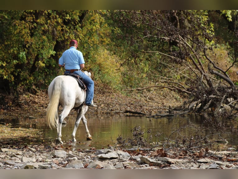 Quarter horse américain Hongre 14 Ans 157 cm Gris in Hardinsburg IN