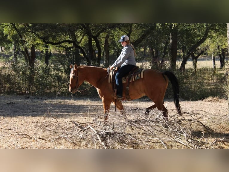 Quarter horse américain Hongre 14 Ans 157 cm Isabelle in Pilot Point, TX