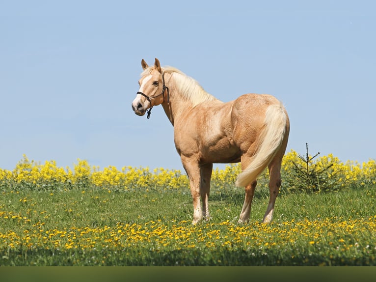 Quarter horse américain Hongre 14 Ans 157 cm Palomino in Nellingen Oppingen
