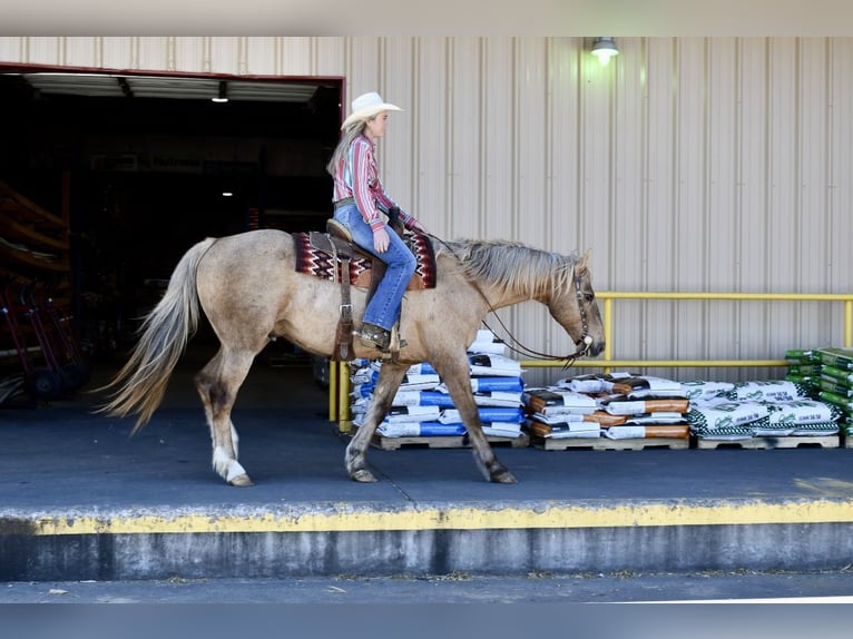 Quarter horse américain Hongre 14 Ans 157 cm Palomino in Quitman, AR