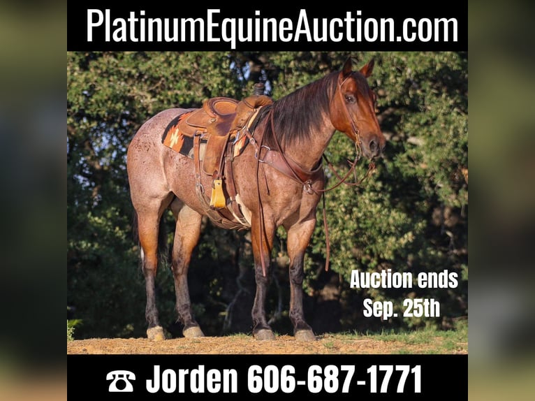 Quarter horse américain Hongre 14 Ans 157 cm Roan-Bay in Cleburne TX