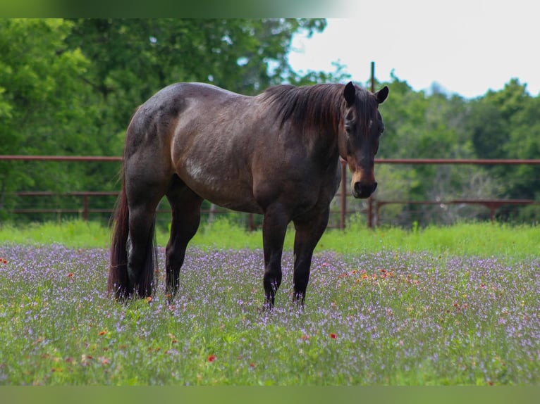 Quarter horse américain Hongre 14 Ans 157 cm Roan-Bay in Stephenville TX