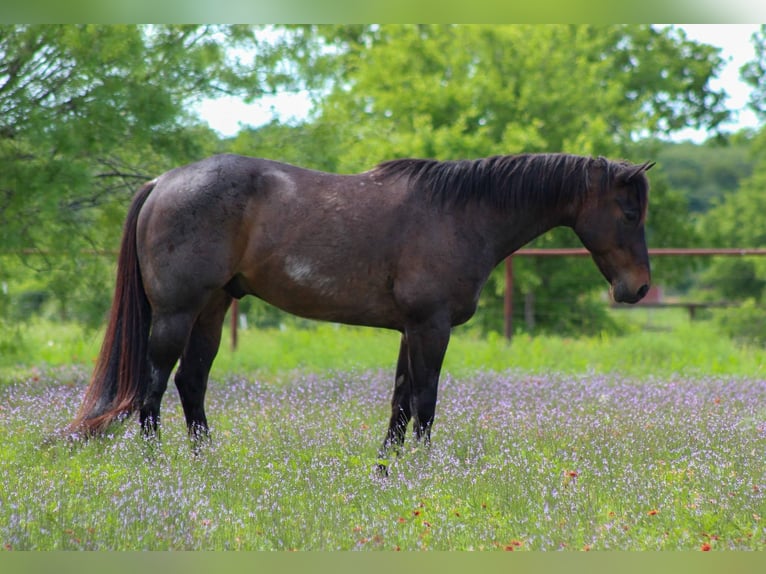 Quarter horse américain Hongre 14 Ans 157 cm Roan-Bay in Stephenville TX