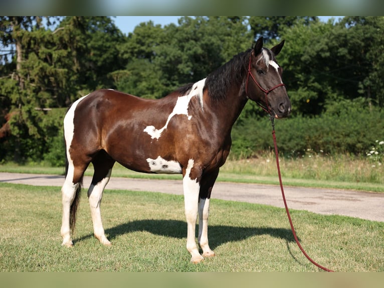 Quarter horse américain Hongre 14 Ans 157 cm Tobiano-toutes couleurs in Brooklyn WI