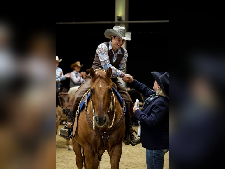 Quarter horse américain Croisé Hongre 14 Ans 158 cm Alezan dun in Wolfern