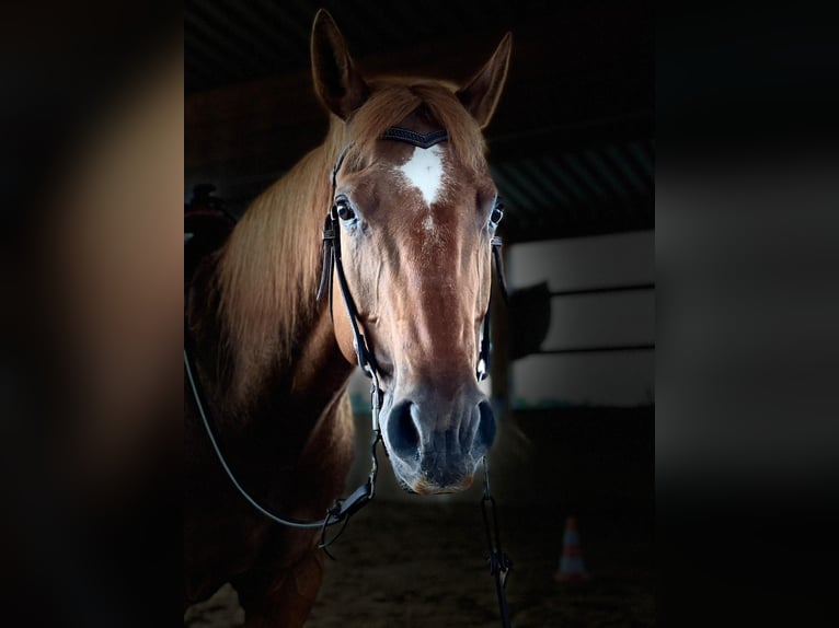 Quarter horse américain Hongre 14 Ans 158 cm Alezan in Teltow