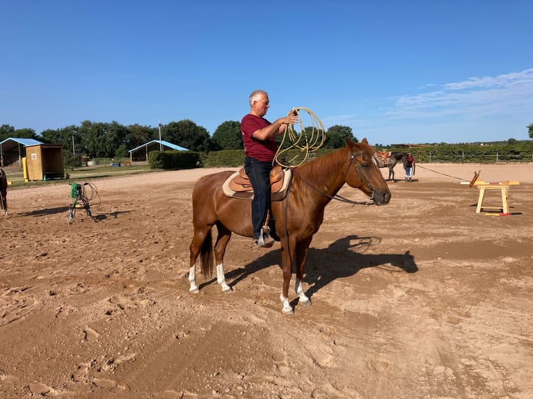 Quarter horse américain Hongre 14 Ans 158 cm Alezan in Teltow