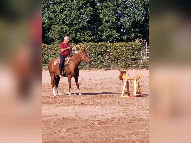 Quarter horse américain Hongre 14 Ans 158 cm Alezan in Teltow