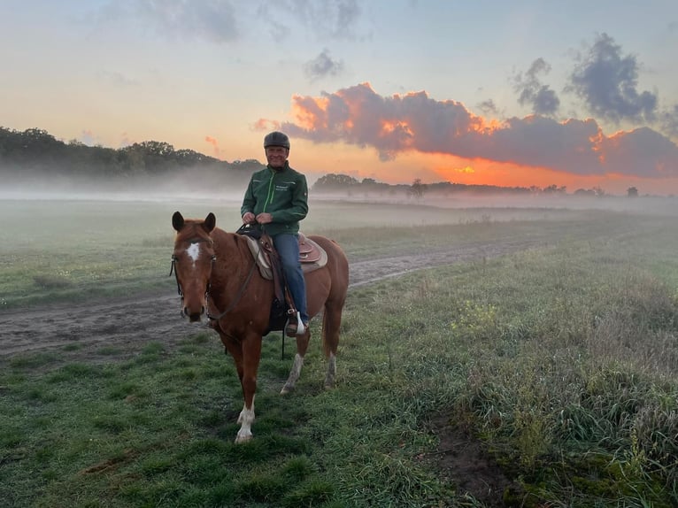 Quarter horse américain Hongre 14 Ans 158 cm Alezan in Teltow