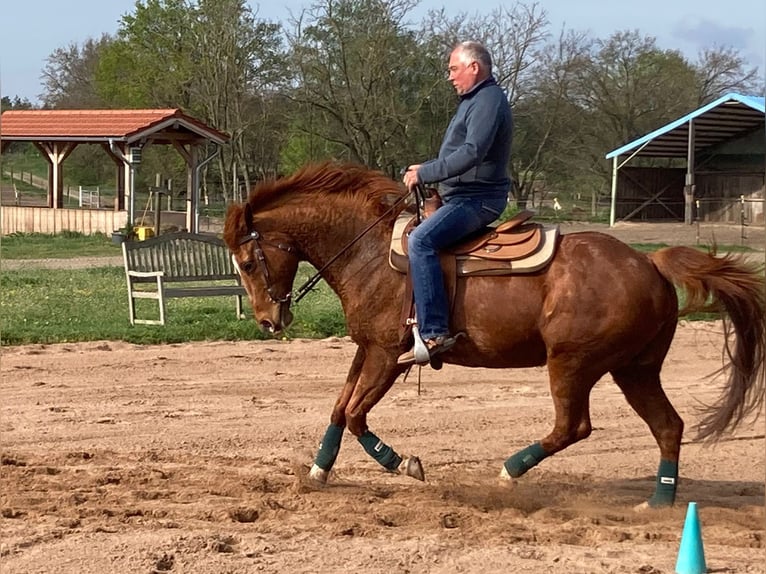 Quarter horse américain Hongre 14 Ans 158 cm Alezan in Teltow