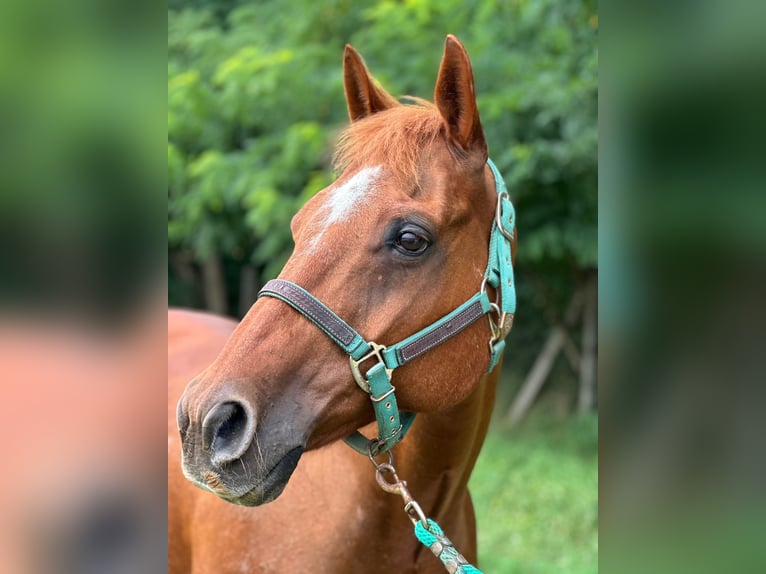 Quarter horse américain Hongre 14 Ans 158 cm Alezan in Teltow