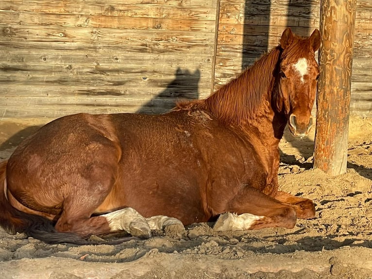 Quarter horse américain Hongre 14 Ans 158 cm Alezan in Teltow