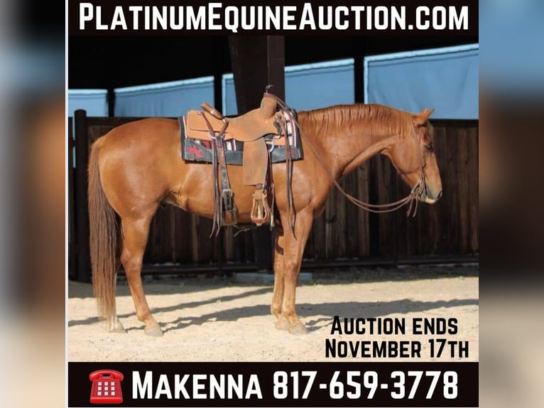 Quarter horse américain Hongre 14 Ans 160 cm Alezan cuivré in Lipan TX