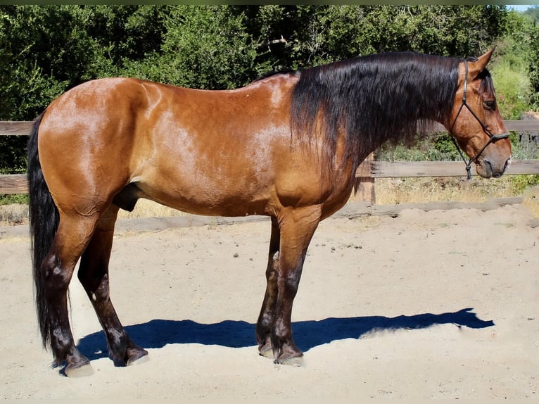 Quarter horse américain Hongre 14 Ans 160 cm Bai cerise in Bitterwater CA