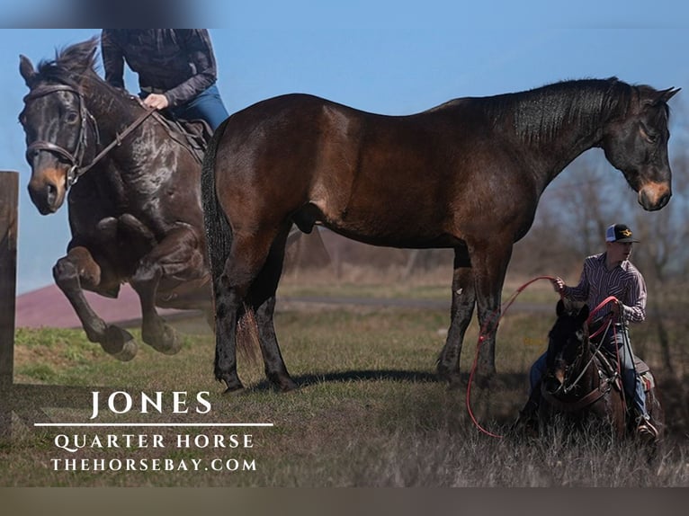 Quarter horse américain Hongre 14 Ans 160 cm Bai cerise in Bogard, MO