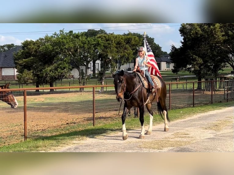 Quarter horse américain Hongre 14 Ans 160 cm Bai cerise in Joshua TX