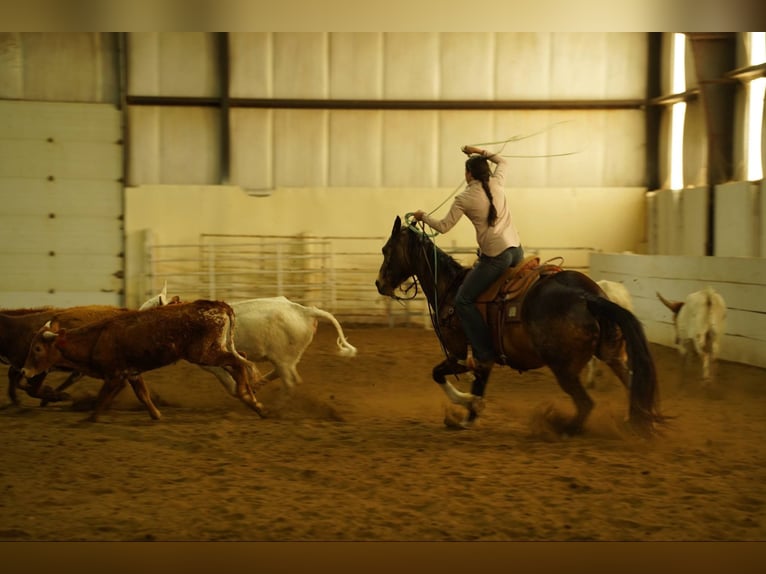 Quarter horse américain Hongre 14 Ans 160 cm Buckskin in Corsica, SD