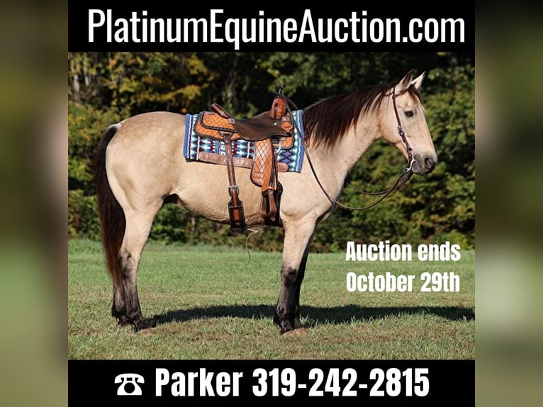 Quarter horse américain Hongre 14 Ans 160 cm Buckskin in Somerset, Ky