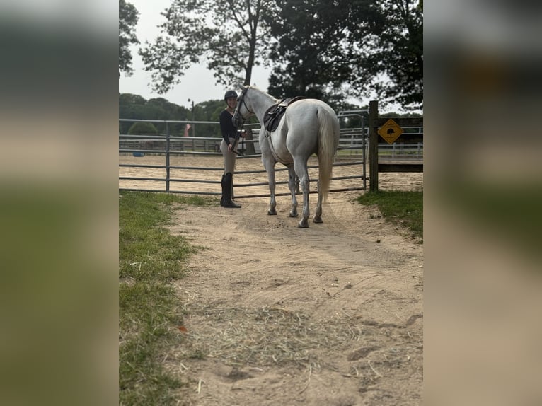 Quarter horse américain Hongre 14 Ans 160 cm Gris in Central Islip