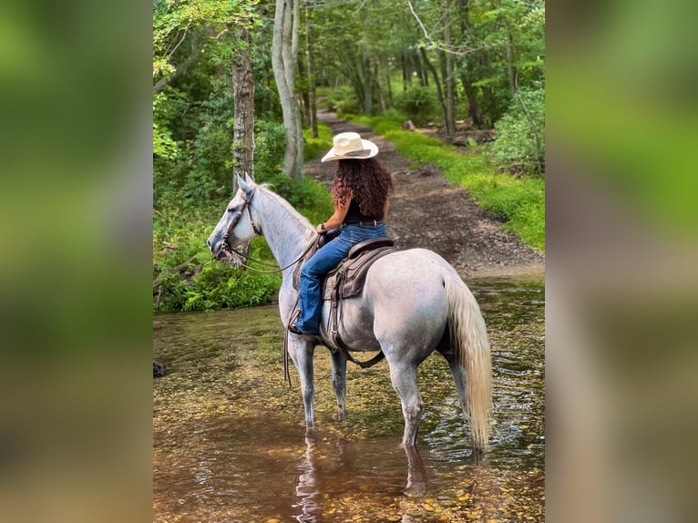 Quarter horse américain Hongre 14 Ans 160 cm Gris in Central Islip