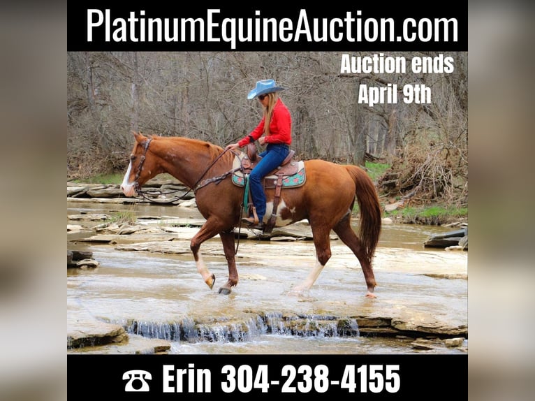 Quarter horse américain Hongre 14 Ans 160 cm Overo-toutes couleurs in Hillsboro KY