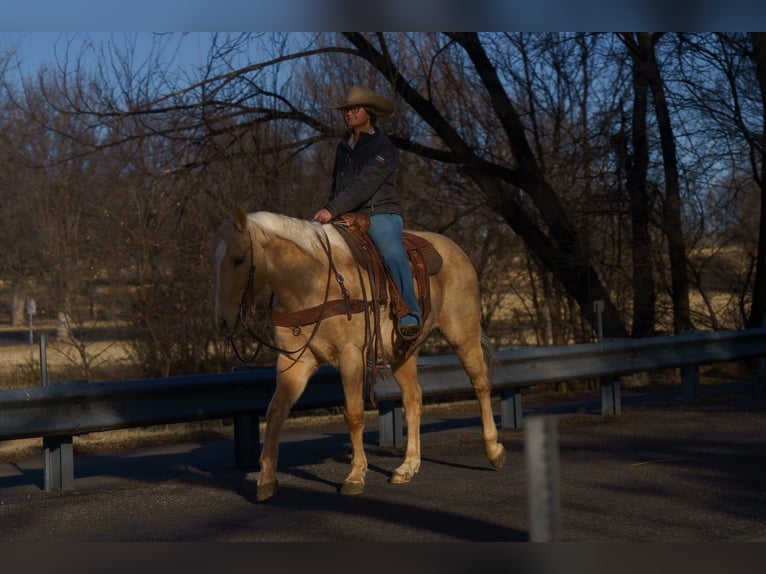 Quarter horse américain Hongre 14 Ans 160 cm Palomino in Canyon