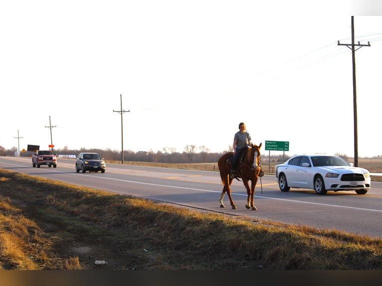 Quarter horse américain Hongre 14 Ans 163 cm Alezan cuivré in Atlanta