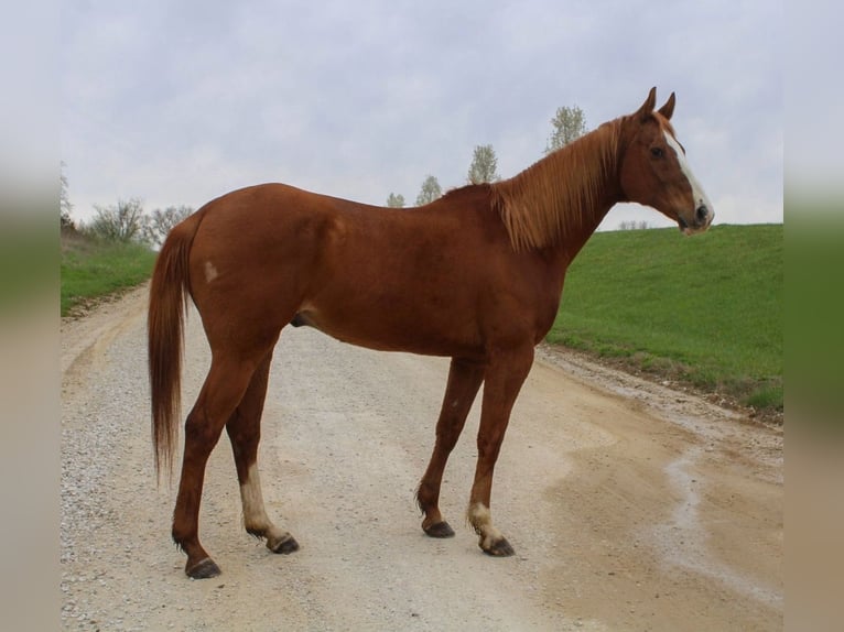 Quarter horse américain Hongre 14 Ans 163 cm Alezan cuivré in Atlanta