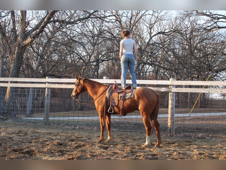 Quarter horse américain Hongre 14 Ans 163 cm Alezan cuivré in Atlanta