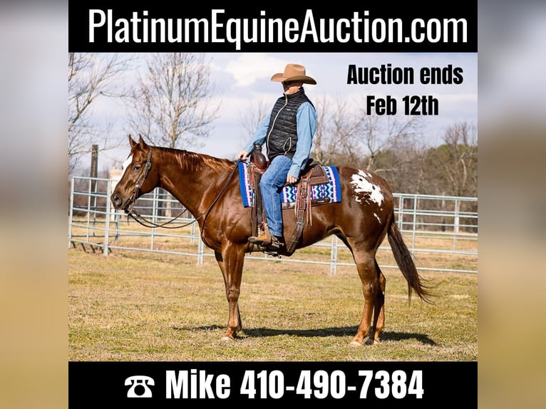 Quarter horse américain Hongre 14 Ans 163 cm Alezan cuivré in Mountain Grove MO