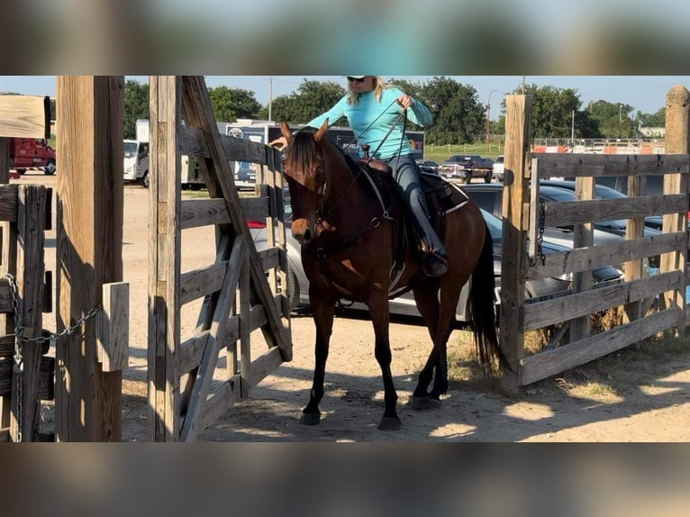 Quarter horse américain Hongre 14 Ans 163 cm Bai cerise in Weatherford TX