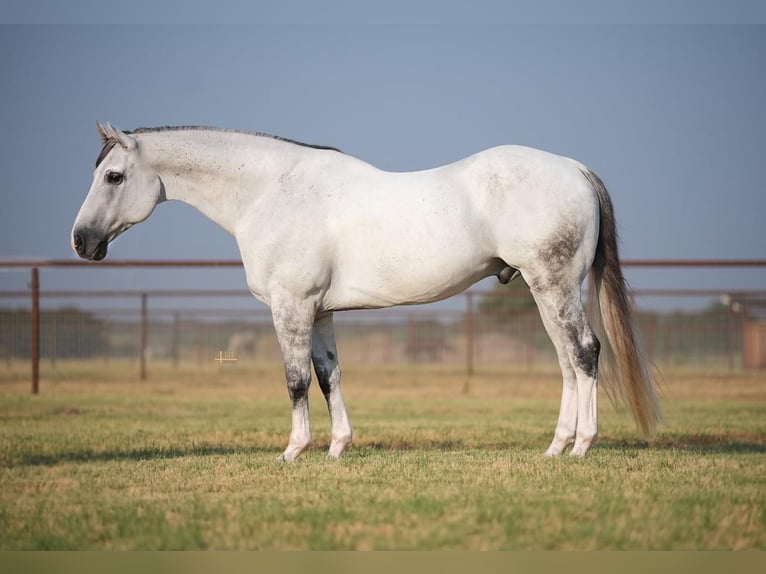 Quarter horse américain Hongre 14 Ans 163 cm Gris in Granbury, TX