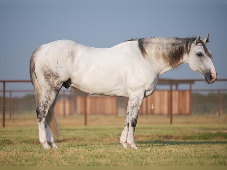 Quarter horse américain Hongre 14 Ans 163 cm Gris in Granbury, TX