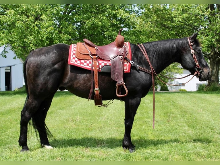 Quarter horse américain Croisé Hongre 14 Ans 163 cm Noir in Allentown, NJ