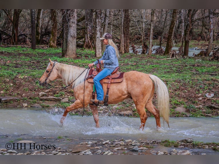 Quarter horse américain Hongre 14 Ans 163 cm Palomino in Flemingsburg KY