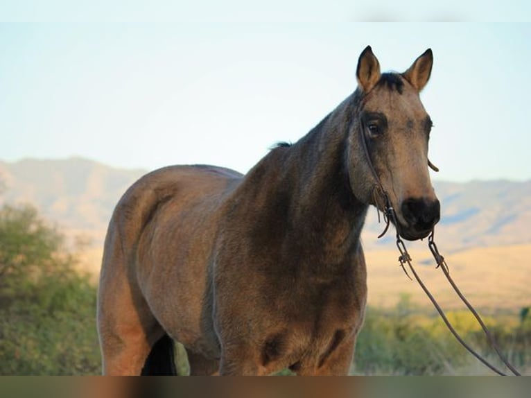 Quarter horse américain Hongre 14 Ans 165 cm Buckskin in Benson, AZ