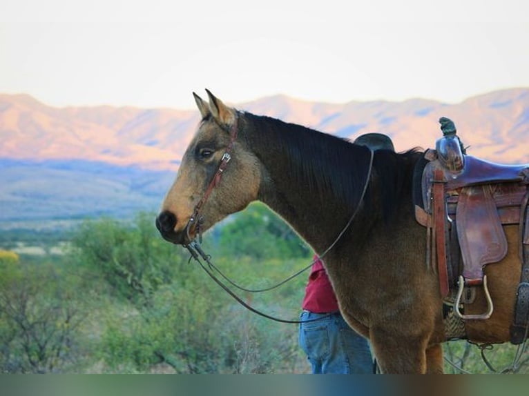 Quarter horse américain Hongre 14 Ans 165 cm Buckskin in Benson, AZ