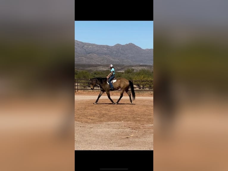 Quarter horse américain Hongre 14 Ans 165 cm Buckskin in Benson, AZ