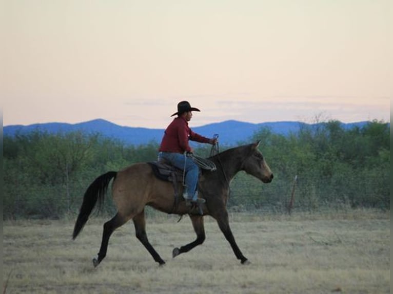 Quarter horse américain Hongre 14 Ans 165 cm Buckskin in Benson, AZ