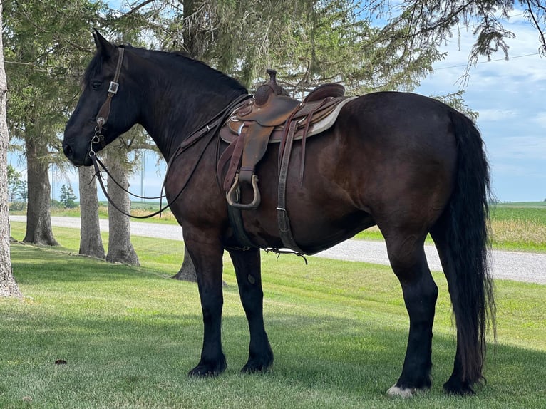 Quarter horse américain Hongre 14 Ans 165 cm Noir in Zearing Iowa
