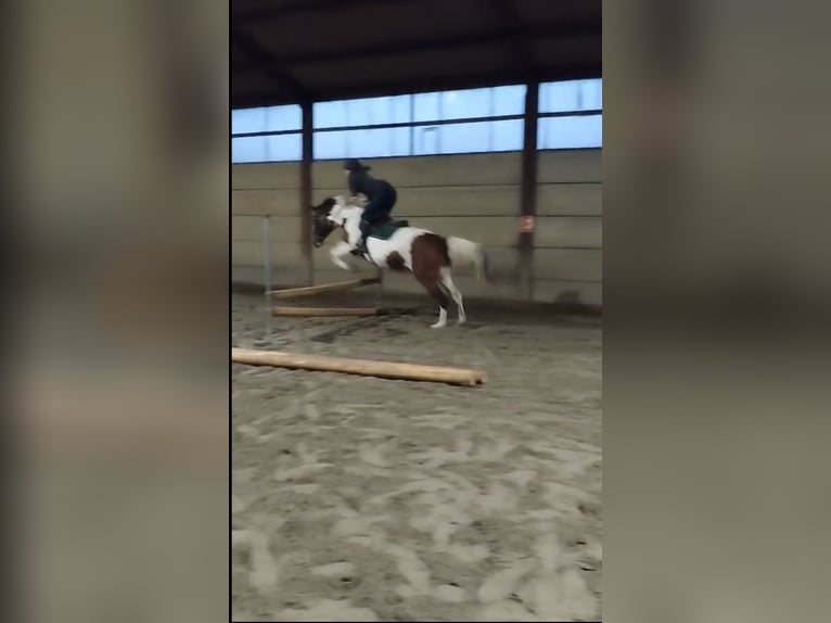 Quarter horse américain Hongre 14 Ans 165 cm Pinto in Deux-Acren