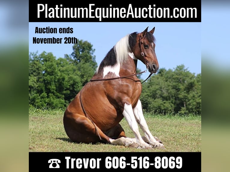 Quarter horse américain Hongre 14 Ans 165 cm Tobiano-toutes couleurs in Whitley city KY