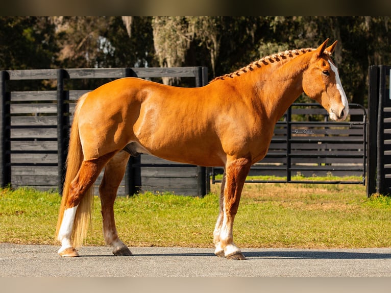 Quarter horse américain Hongre 14 Ans 168 cm Alezan brûlé in Ocala FL