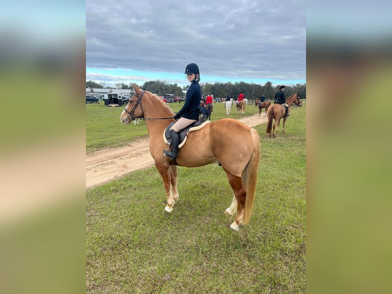 Quarter horse américain Hongre 14 Ans 168 cm Alezan brûlé in Ocala FL