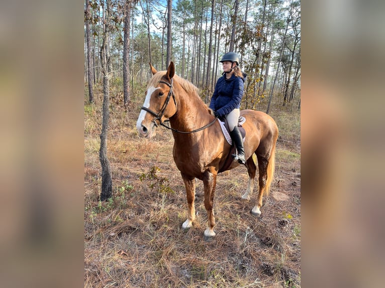 Quarter horse américain Hongre 14 Ans 168 cm Alezan brûlé in Ocala FL